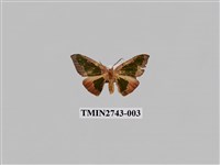 藏品(尺蛾299)的圖片